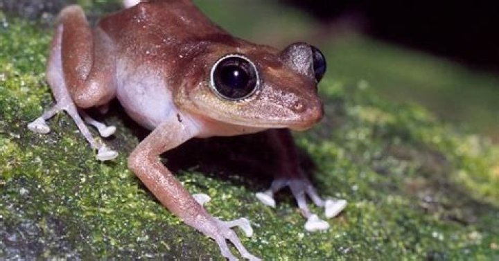 What are the frogs in Puerto Rico called?