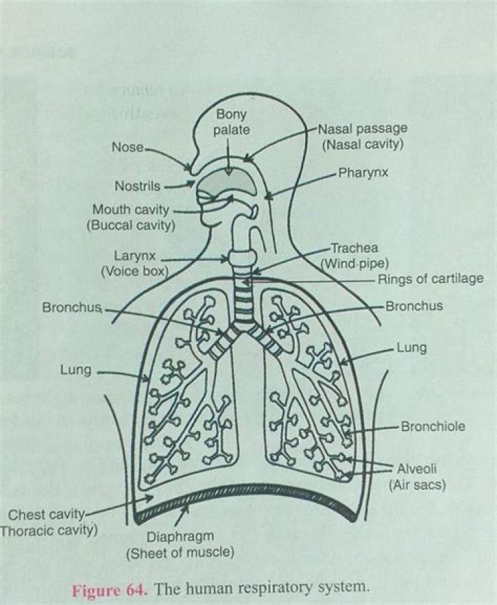 What are the functions of human respiratory system class 10?