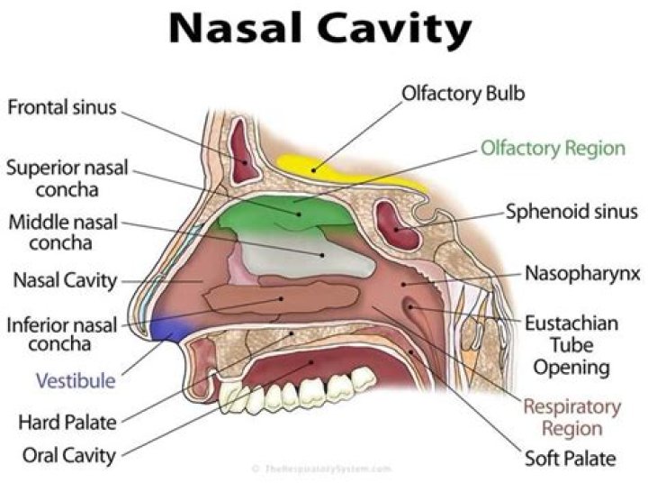 What are the functions of nasal cavity?