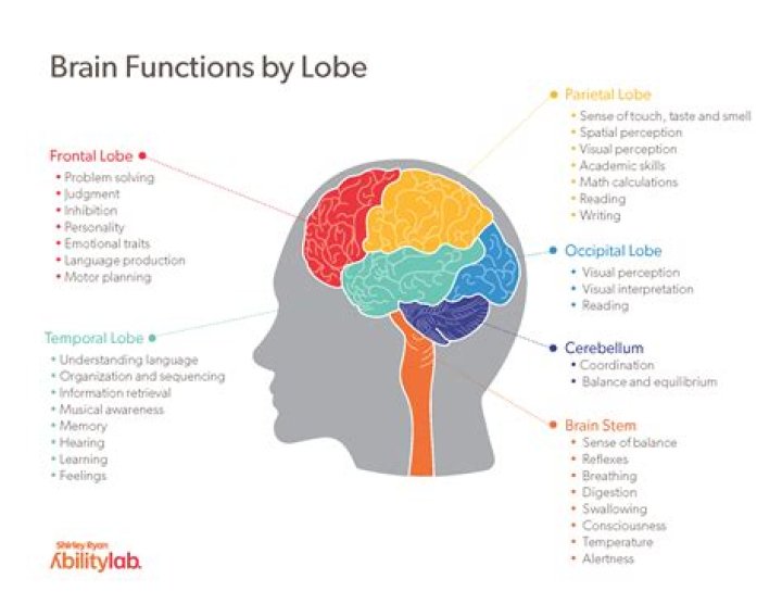 What are the functions of the sinuses quizlet?