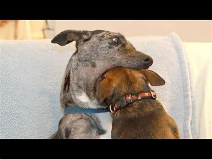 What are the funniest dogs in the world?