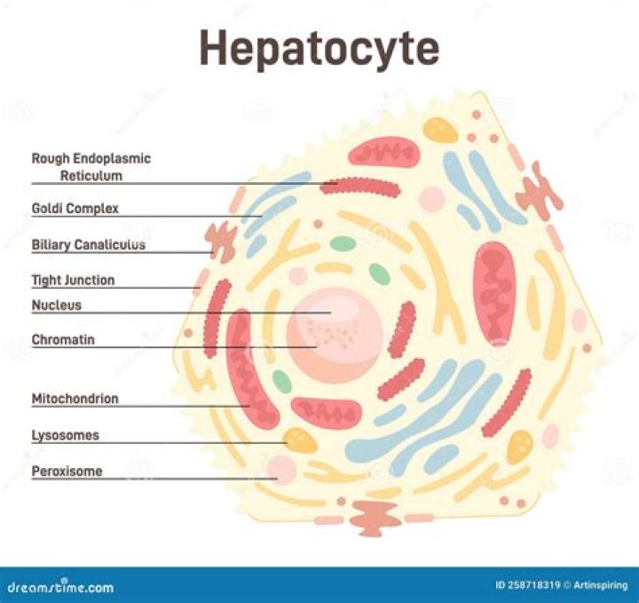 What are the hepatocytes?