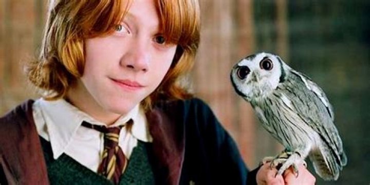 What are the magical pets in Harry Potter?