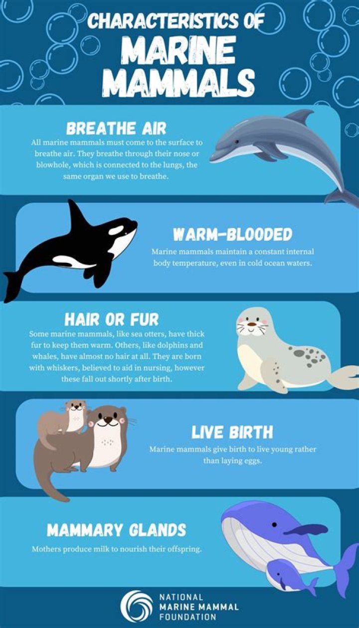 What are the main characteristics of marine mammals?