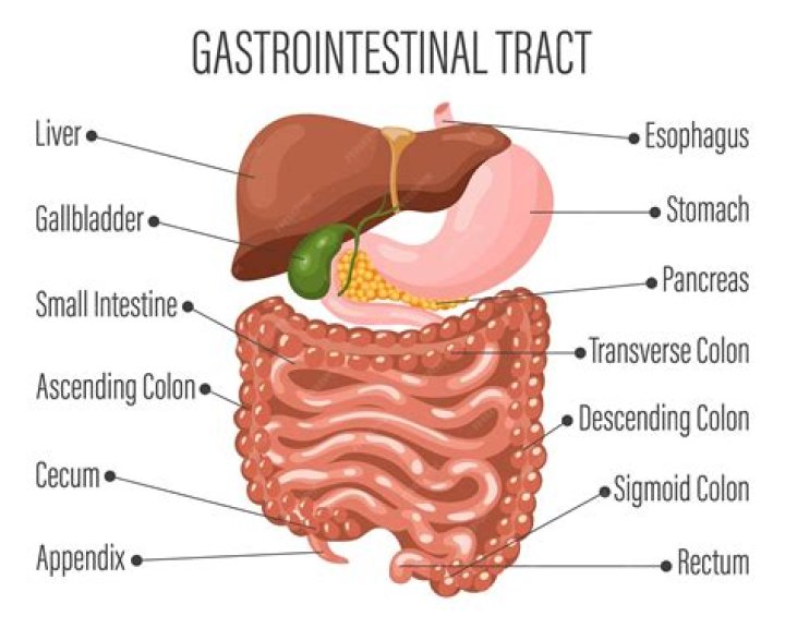 What are the major components of the gastrointestinal system?