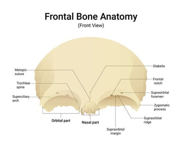 What are the markings of the frontal bone?