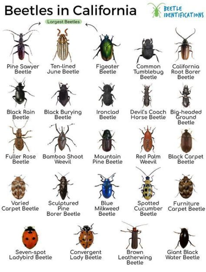 What are the most common insects in California?