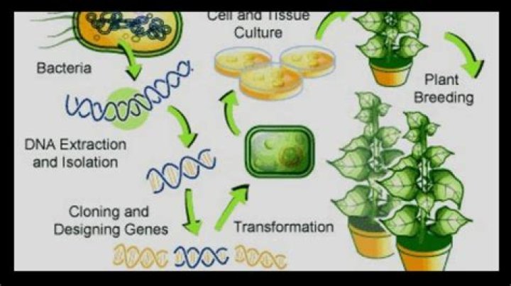What are the negative effects of genetic modification?