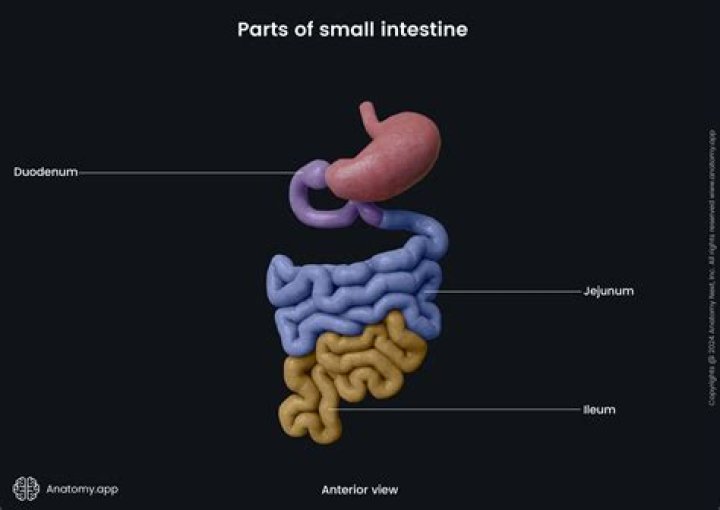 What are the part of small intestine?