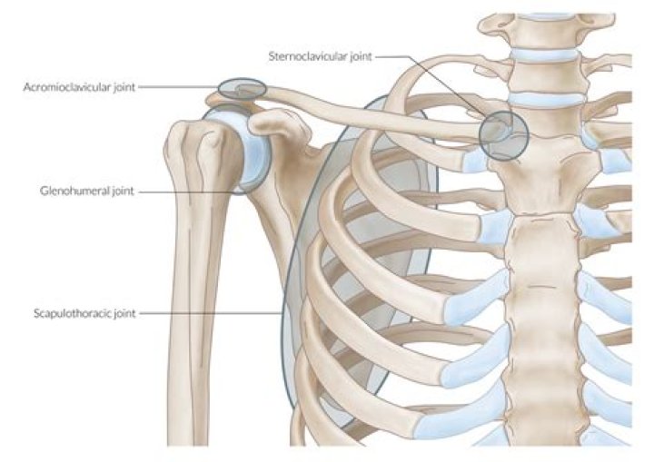 What are the parts of the shoulder?