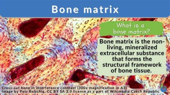 What are the primary inorganic components of bone matrix?