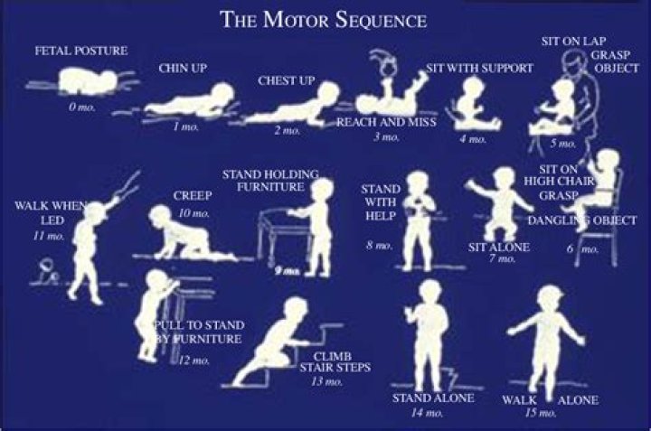 What are the principles of motor development?