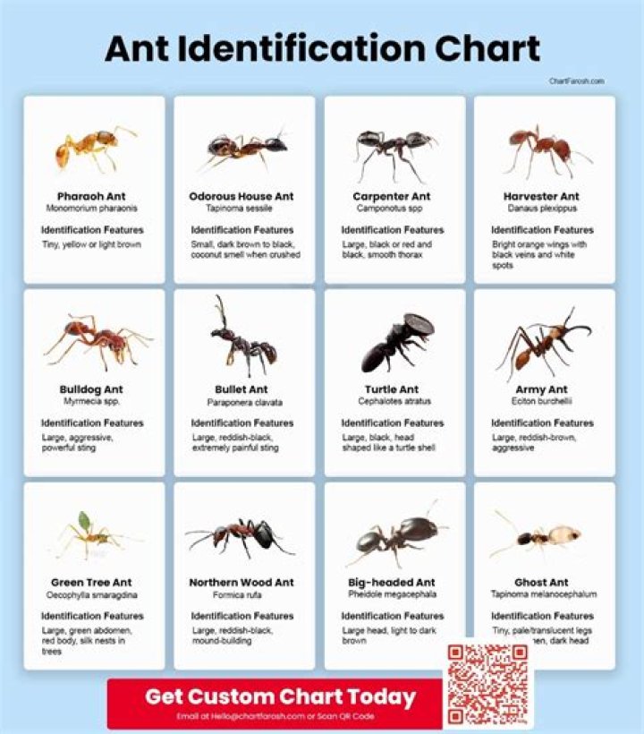 What are the qualities of ants?