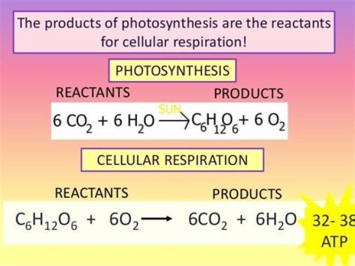 What are the reactants and products of photosynthesis and cellular respiration?
