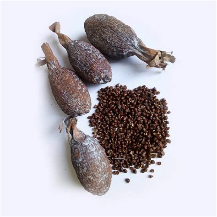 What are the side effects of alligator pepper?