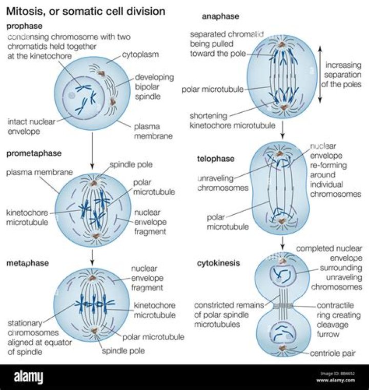 What are the signals for mitosis?