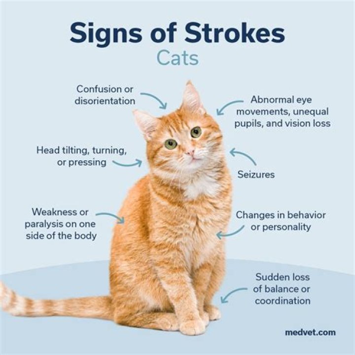 What are the signs of stroke in a cat?