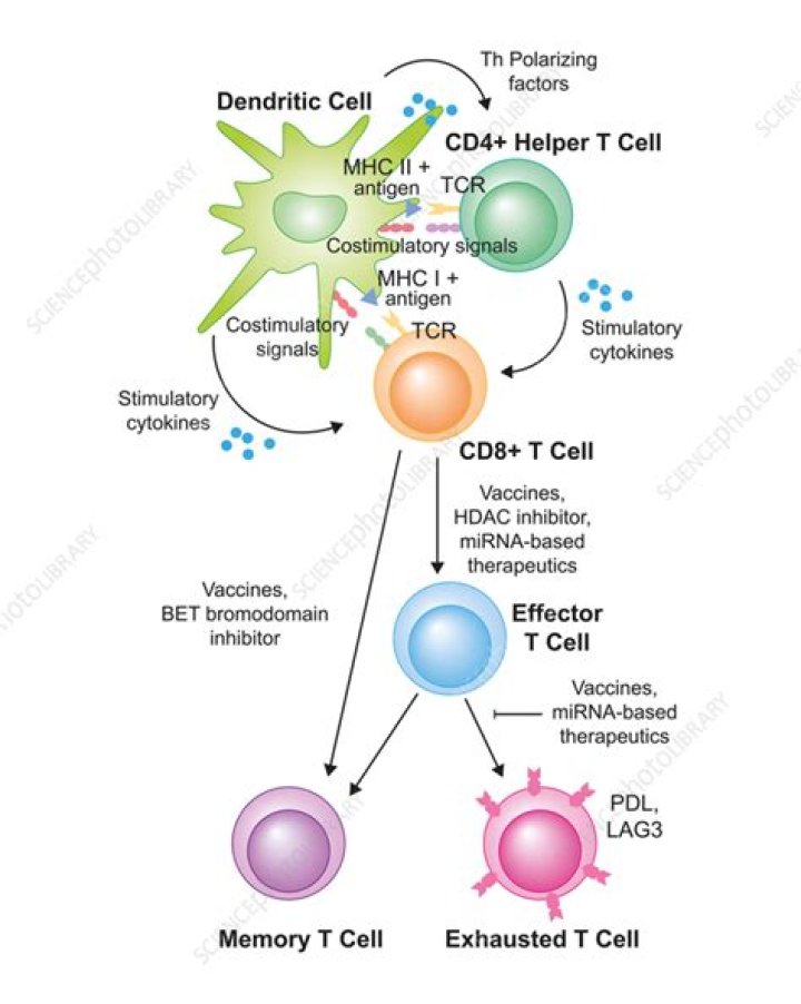 What are the steps in the process of T cell activation?
