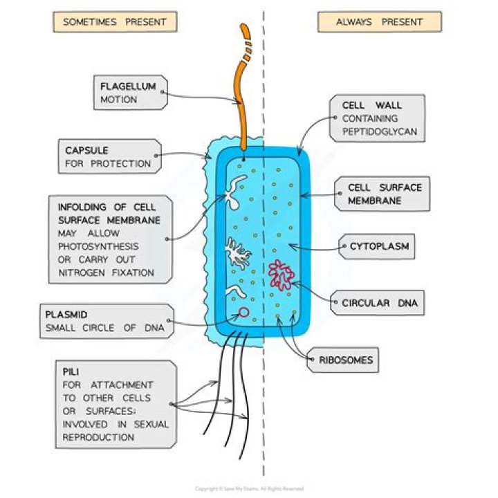 What are the structural features of a prokaryotic cell?