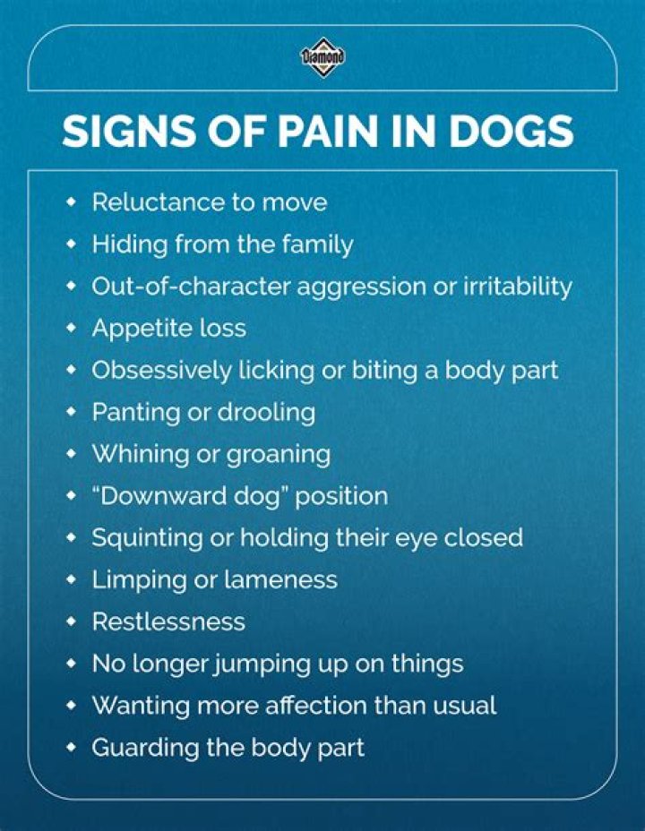 What are the symptoms that your dog is in pain?