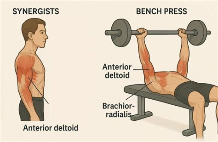 What are the synergist muscles in a push up?
