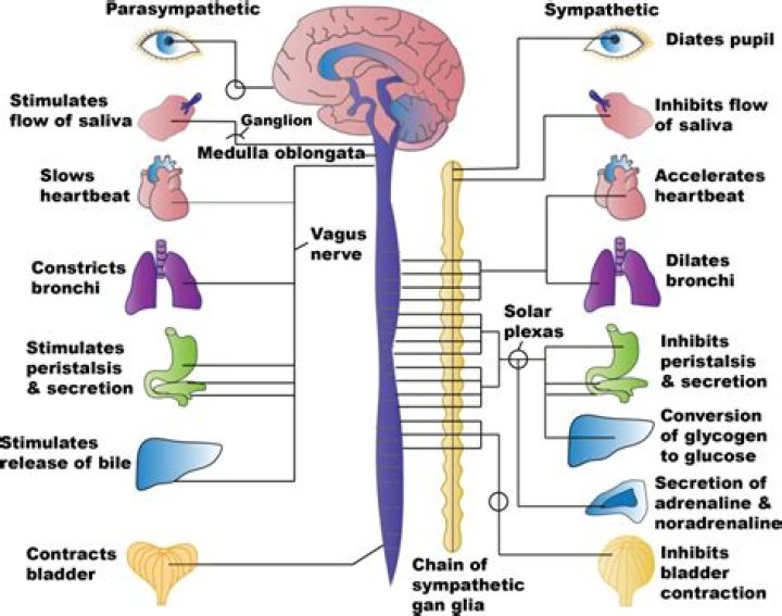 What are the targets of autonomic regulation?