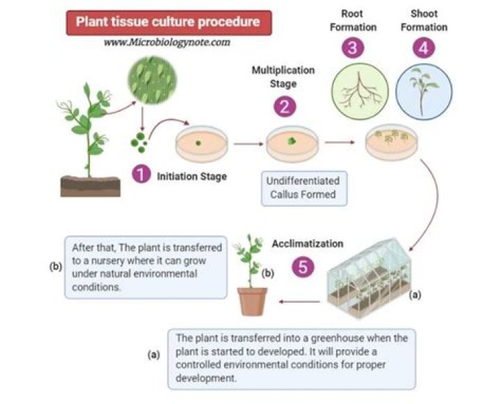 What are the techniques of plant tissue culture?