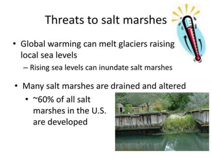 What are the threats to salt marshes?
