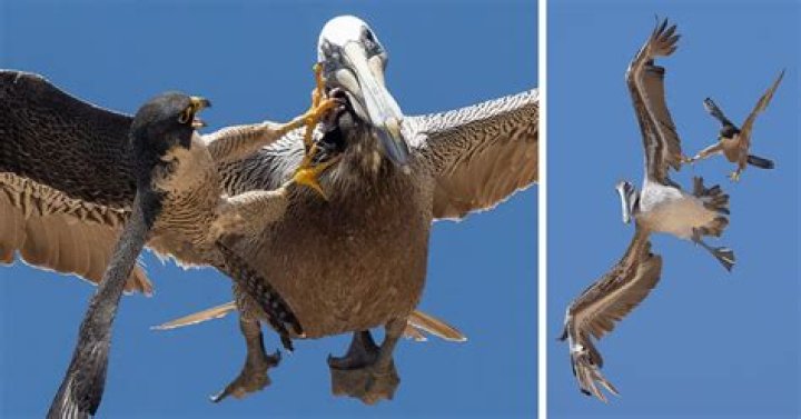 What are the threats to the peregrine falcon?