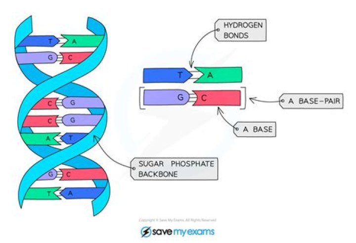 What are the three bases of DNA?