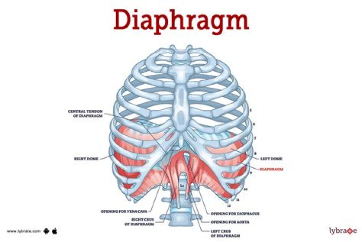 What are the three parts of the lungs?