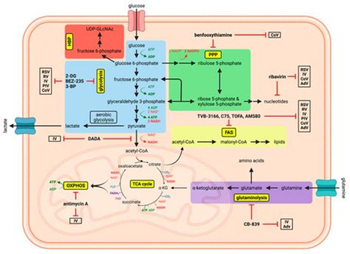 What are the three pathways of anaerobic metabolism?