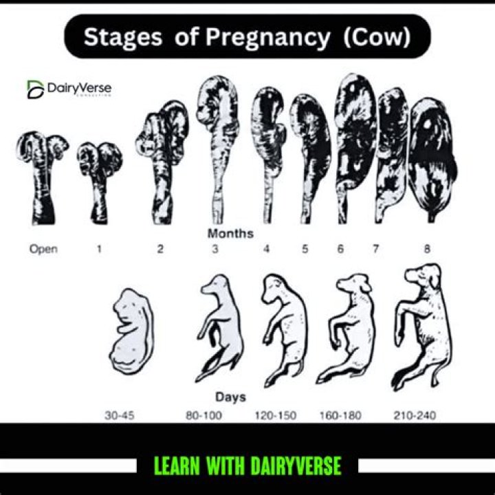 What are the three stages of calving?