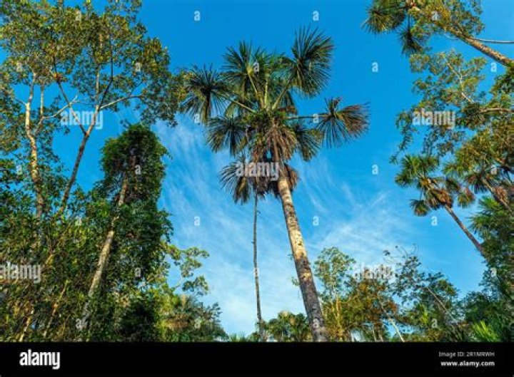 What are the trees in the Amazon rainforest used for?