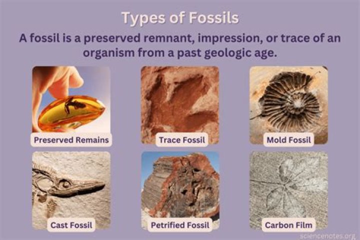 What are the types of trace fossils?