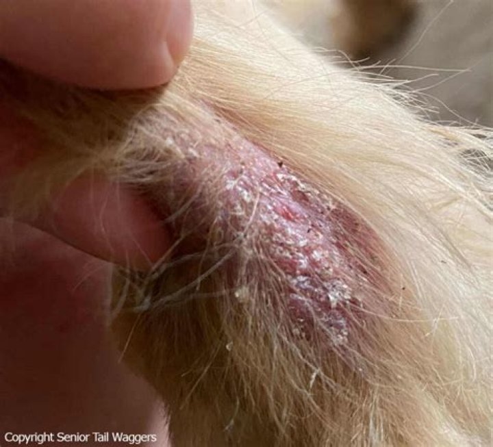 What are the white flakes in my dog fur?