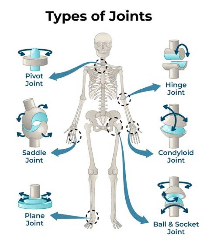 What are two types of joints?