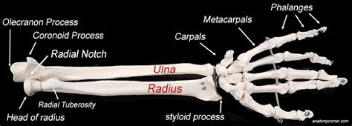 What articulates with the radial notch of the ulna?