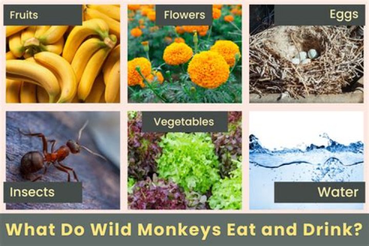 What berries do monkeys eat ark?