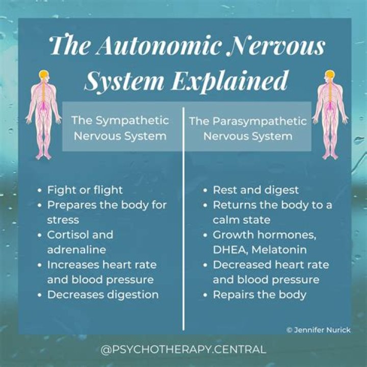 What best describes the autonomic nervous system?
