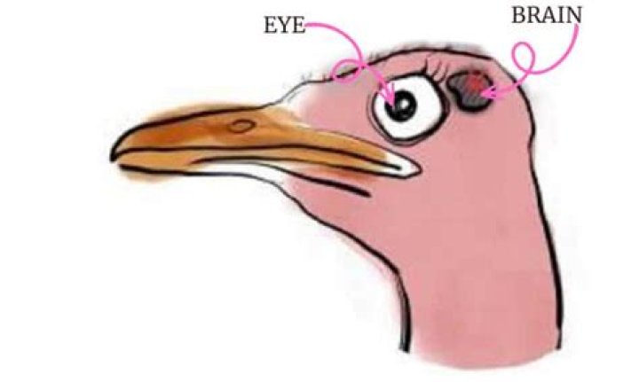 What bird has a brain smaller than its eyeballs?