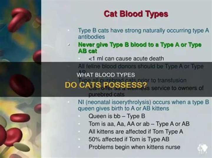 What blood types do cats have?