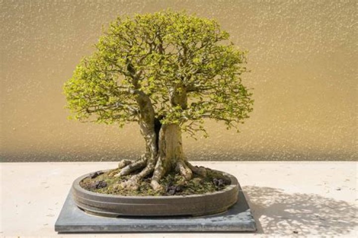 What bonsai trees can be kept indoors?