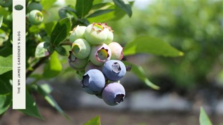 What Bracha do you make on blueberries?