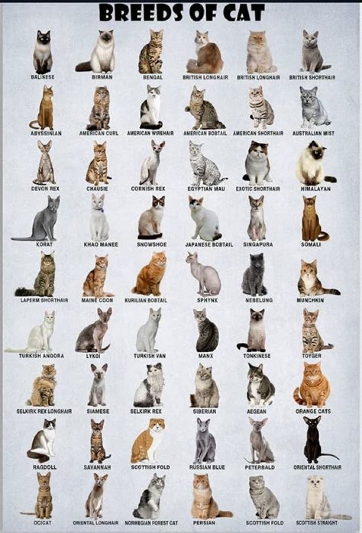 What breed are red cats?
