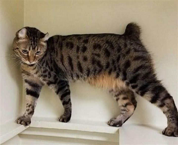 What breed of cat has a short tail?