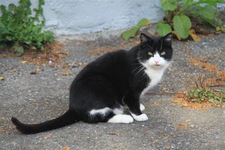 What breed of cat is black with white paws?
