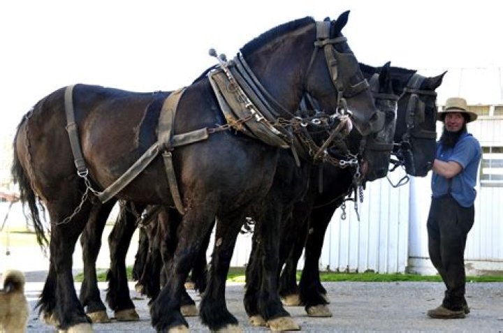 What breed of horse do the Amish use?