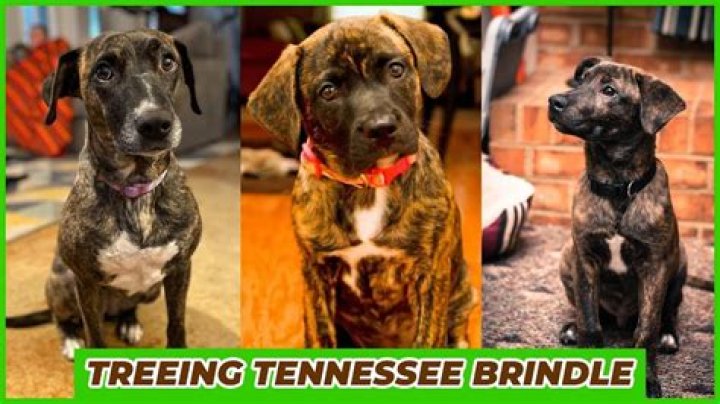 What breeds make up a Treeing Tennessee Brindle?