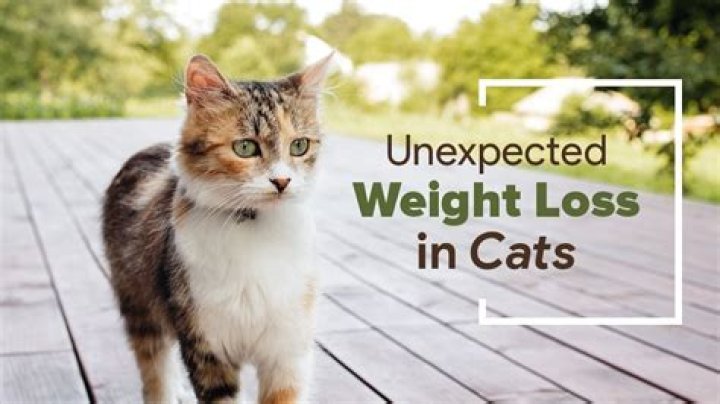 What can cause a cat to lose weight fast?